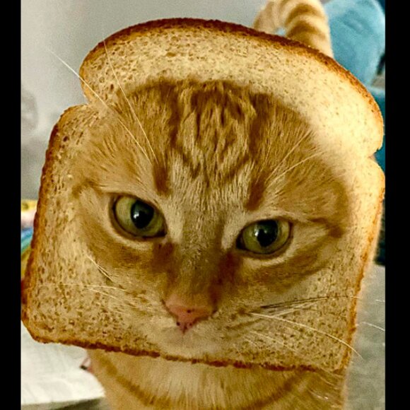 Pepe Foundation - Show 8 - 10/30/2025 - Picture 7 of 7